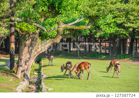 草を食べる鹿の群れ　奈良公園 127387724