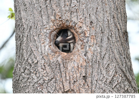 アライグマ㉗(北海道) アライグマ㉗(北海道) 127387785