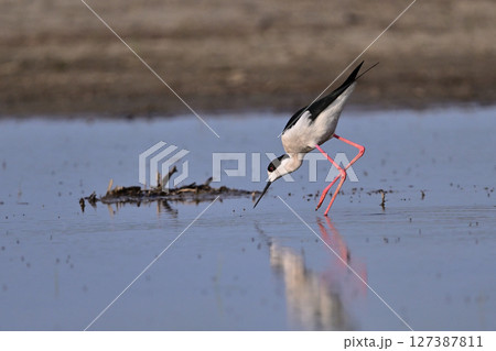 セイタカシギ⑤（北海道） 127387811