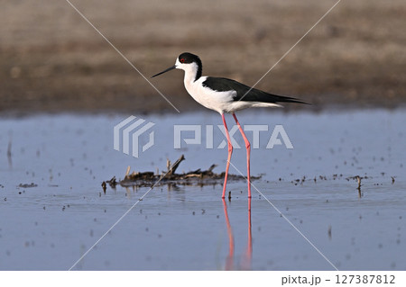 セイタカシギ⑥（北海道） 127387812