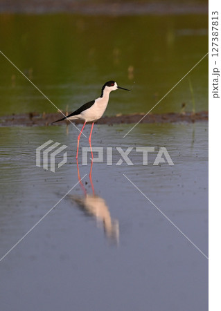 セイタカシギ⑦（北海道） 127387813