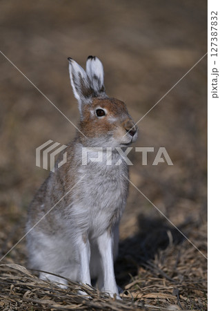 ユキウサギ209(北海道) ユキウサギ209(北海道) 127387832