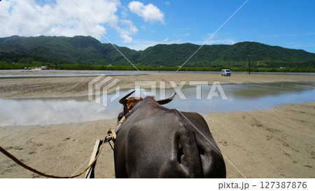 由布島の水牛 127387876
