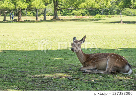 木陰でくつろぐ鹿（メス）　奈良公園 127388096