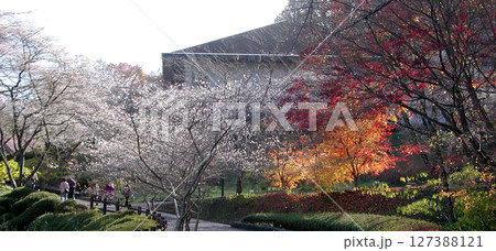 Autumn leaves and cherry blossoms / 秋の紅葉と四季桜のある風景 Autumn leaves and cherry blossoms / 秋の紅葉と四季桜のある風景 127388121