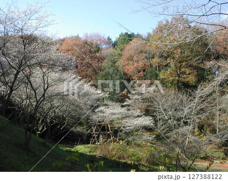 Autumn leaves and cherry blossoms / 秋の紅葉と四季桜のある風景 127388122