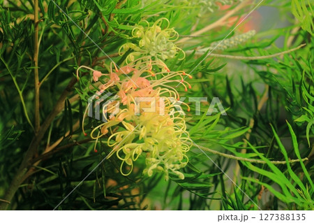 グレビレアの花が咲く庭 127388135