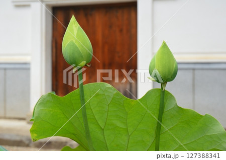 蓮のつぼみ(恵林寺/山梨県甲州市塩山小屋敷2280) 蓮のつぼみ(恵林寺/山梨県甲州市塩山小屋敷2280) 127388341