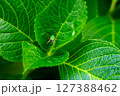 アジサイの葉にとまるクモ 127388462