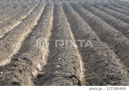 Agricultural areas prepared for planting field crops. Agricultural areas prepared for planting field crops. 127388468