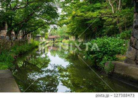 新緑の近江八幡堀の風景 新緑の近江八幡堀の風景 127388473