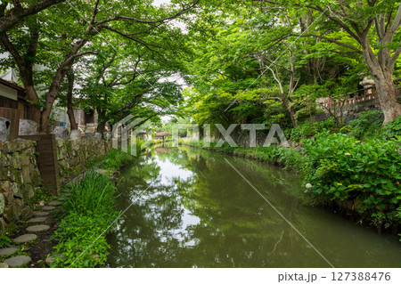 新緑の近江八幡堀水郷 127388476