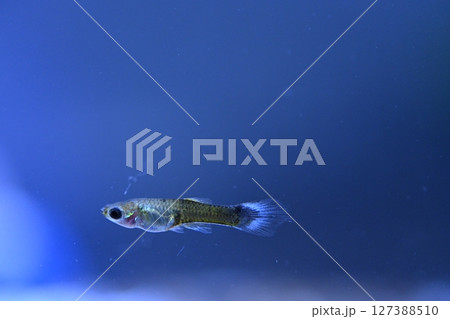 A guppy in an aquarium, photographed with a macro lens. A guppy in an aquarium, photographed with a macro lens. 127388510