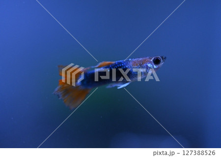 A guppy in an aquarium, photographed with a macro lens. 127388526