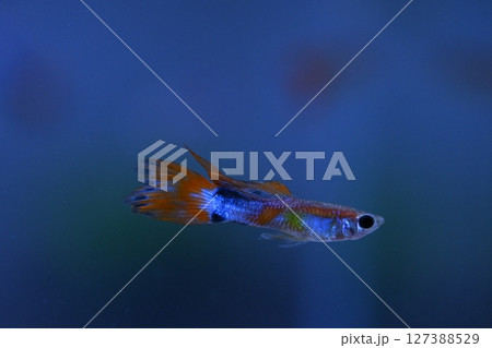 A guppy in an aquarium, photographed with a macro lens. A guppy in an aquarium, photographed with a macro lens. 127388529
