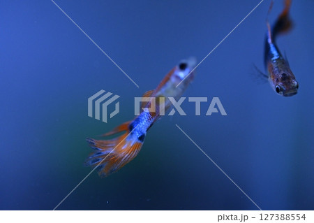 A guppy in an aquarium, photographed with a macro lens. A guppy in an aquarium, photographed with a macro lens. 127388554