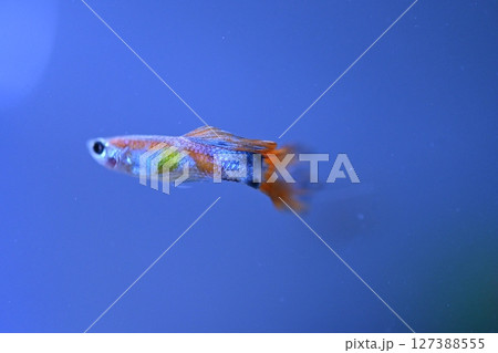 A guppy in an aquarium, photographed with a macro lens. 127388555