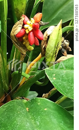 筑波実験植物園のアグラオネマ クリスプム 筑波実験植物園のアグラオネマ クリスプム 127388563