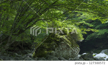 みたらい渓谷（奈良,自然,日本） 127388572