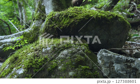 みたらい渓谷(奈良,自然,日本) みたらい渓谷(奈良,自然,日本) 127388601