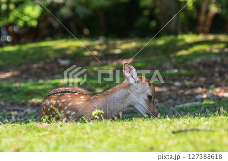 奈良公園の子鹿 飛火野園地 奈良公園の子鹿 飛火野園地 127388618