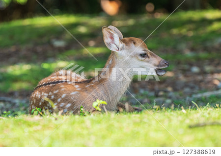 奈良公園の子鹿 飛火野園地 奈良公園の子鹿 飛火野園地 127388619