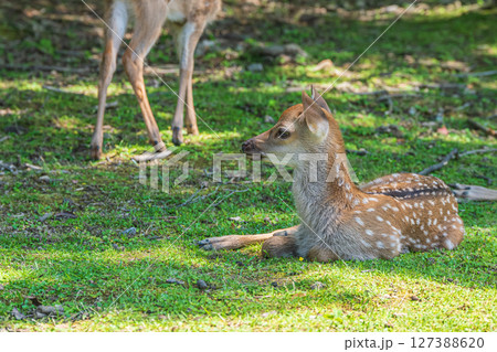 奈良公園の子鹿 飛火野園地 奈良公園の子鹿 飛火野園地 127388620