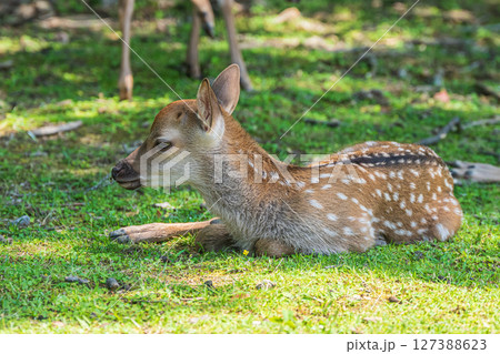 奈良公園の子鹿 飛火野園地 奈良公園の子鹿 飛火野園地 127388623