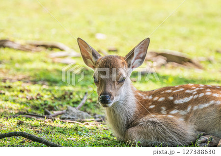 木陰で横になる子鹿　飛火野園地 127388630