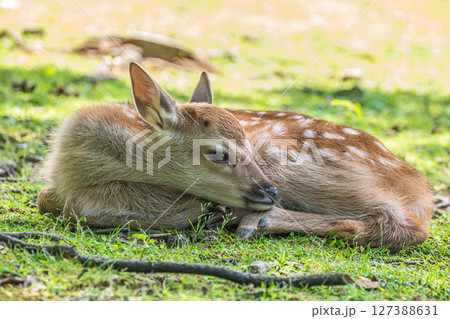 木陰で横になる子鹿 飛火野園地 木陰で横になる子鹿 飛火野園地 127388631