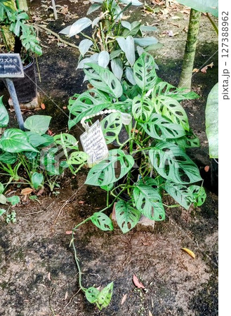 筑波実験植物園のホウライショウモンステラ 筑波実験植物園のホウライショウモンステラ 127388962
