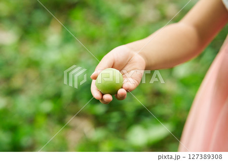 梅の実を持つ子供 127389308