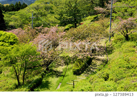 童謡の森ふれあいパーク　2025-5-3　＃24 127389413