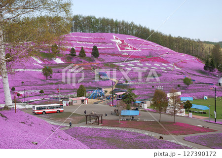 Spring park with ground pink flowers / 満開の東藻琴芝桜公園 127390172