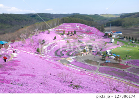 Spring park with ground pink flowers / 満開の東藻琴芝桜公園 Spring park with ground pink flowers / 満開の東藻琴芝桜公園 127390174