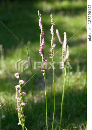 庭のネジバナを写した写真 庭のネジバナを写した写真 127390195