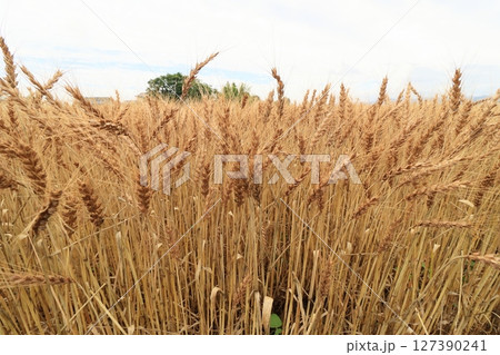 豊作の小麦畑　 127390241