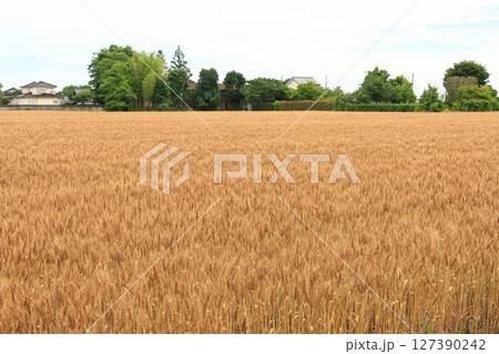 豊作の小麦畑　 127390242