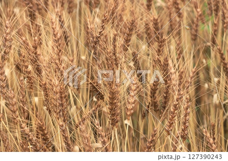 豊作の小麦畑 豊作の小麦畑 127390243