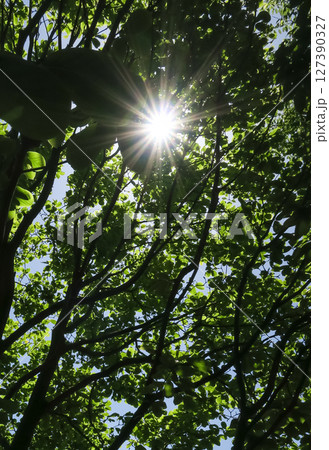 夏の森の木々 夏の森の木々 127390327