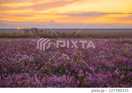 朝焼けに染まるコスモス畑 127390335
