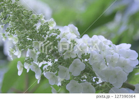 梅雨を待たずに咲いたあじさいは光を受けて輝く 梅雨を待たずに咲いたあじさいは光を受けて輝く 127390364
