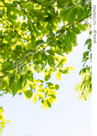 夏の森の木々 127390402