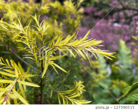 植物 工場 プランツ 127390515