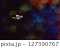 夜空を舞う蝶 127390767