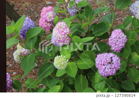 初夏の庭に咲くピンク色や紫色のアジサイの花 127390814