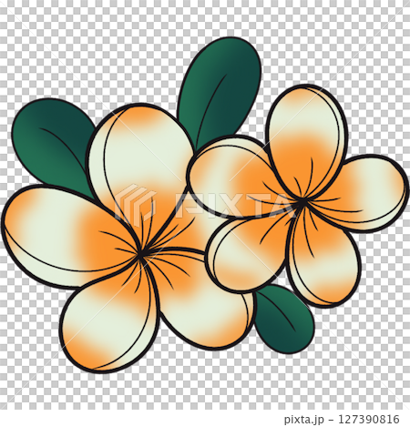The illustration of a frangipani flower 127390816