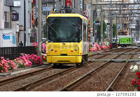 バラが咲き乱れる都電荒川線 バラが咲き乱れる都電荒川線 127391281