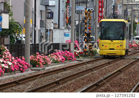 バラが咲き乱れる都電荒川線 バラが咲き乱れる都電荒川線 127391282