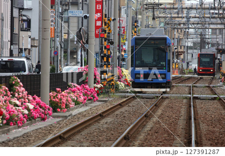 バラが咲き乱れる都電荒川線 127391287